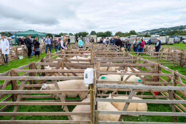 Keighley Show Sponsorship Waddington Turner Wall Solicitors keighley-show-sponsorship-waddington-turner-wall-solicitors