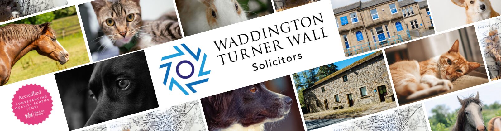 WTW Solicitors - Family Law - Divorce and Pets - montage of cats, dogs, horses and other pets