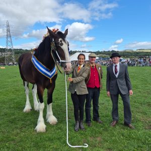 Keighley Show - Shire Horse - Champion